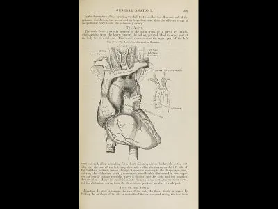 Henry Vandyke Carter